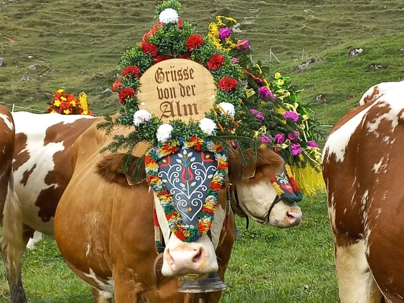 Der Kafmahof in Söll Aussicht